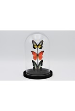 Nature Deco Glass dome with 3 butterflies 21 x 14cm