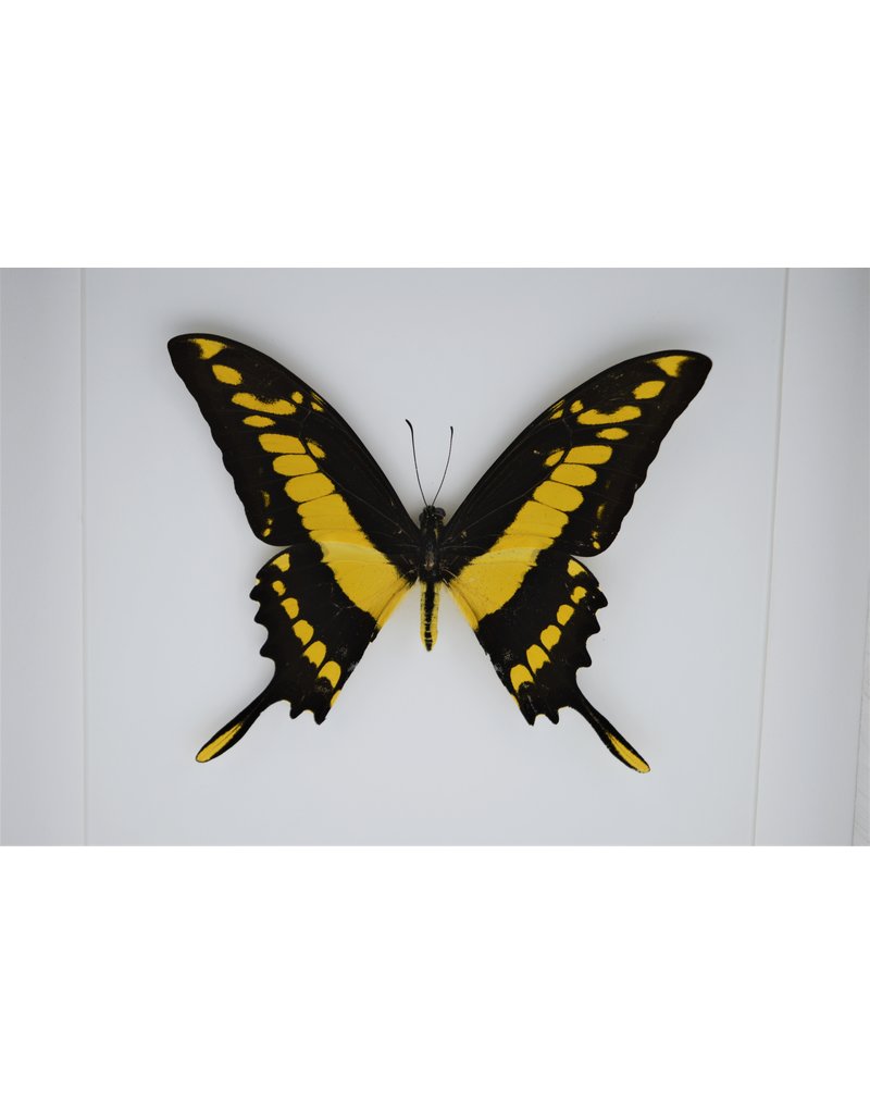 Nature Deco Papilio Thoas in luxury 3D frame 22 x 22cm