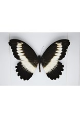 Nature Deco Papilio Mechowianus in luxury 3D frame 17 x 17cm