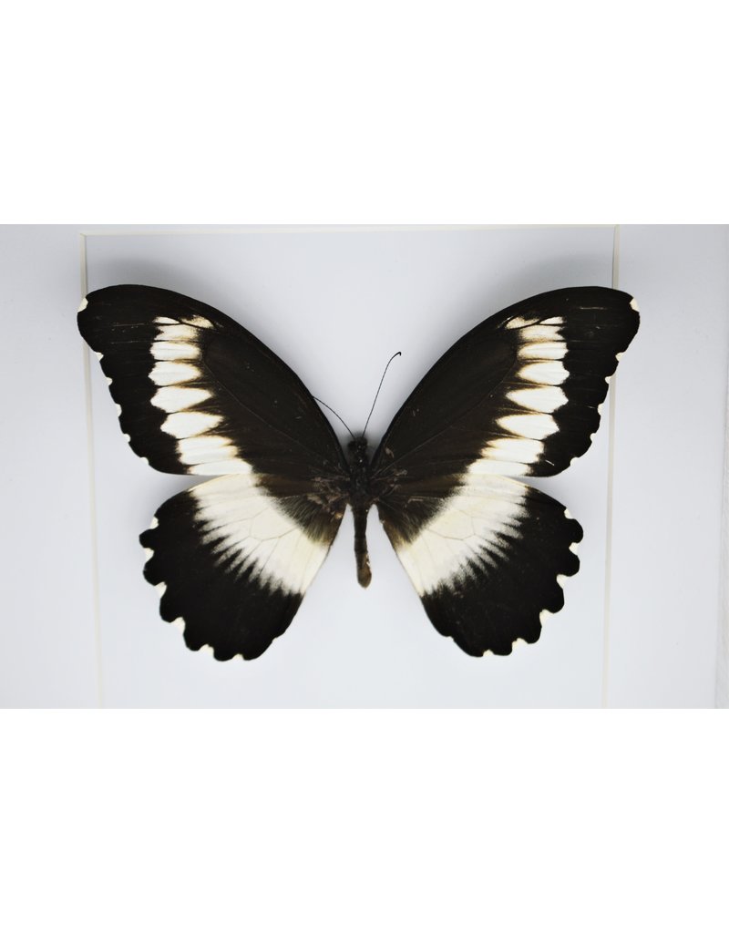 Nature Deco Papilio Mechowianus in luxury 3D frame 17 x 17cm