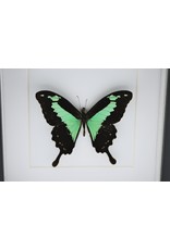 Nature Deco Papilio Phorcas in luxury 3D frame 17 x 17cm