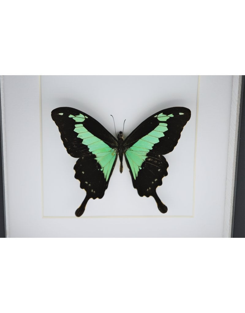Nature Deco Papilio Phorcas in luxe 3D lijst 17 x 17cm