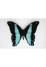 Nature Deco Papilio Bromius in luxury 3D frame 17 x 17cm