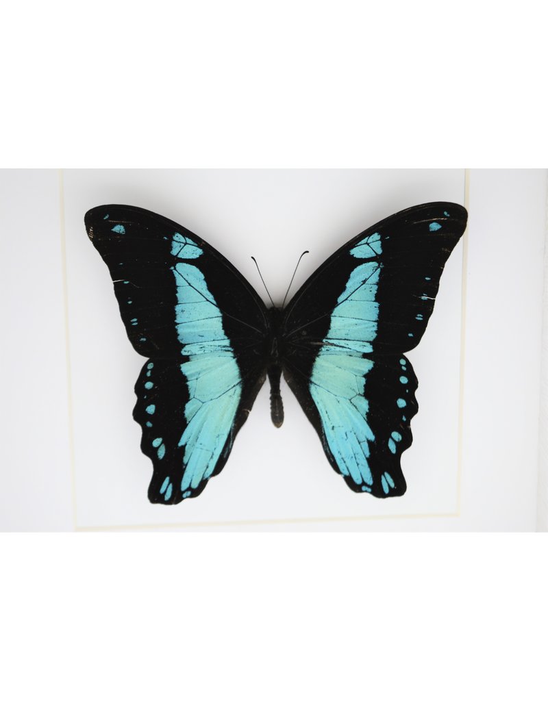 Nature Deco Papilio Bromius in luxury 3D frame 17 x 17cm