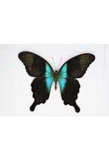 Nature Deco Papilio Peranthus Adamantius in luxe 3D lijst 22 x 22cm