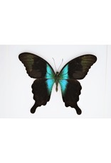 Nature Deco Papilio Peranthus Adamantius in luxury 3D frame 22 x 22cm