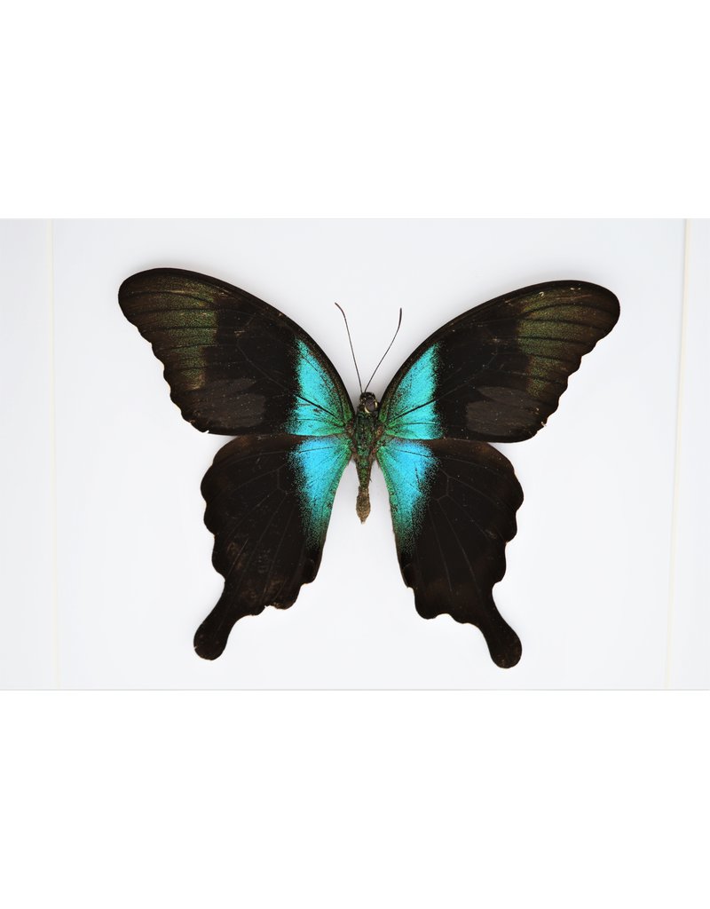 Nature Deco Papilio Peranthus Adamantius in luxe 3D lijst 22 x 22cm