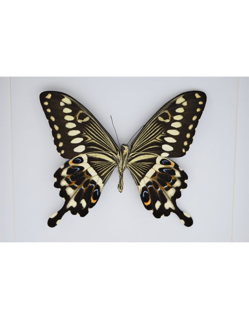 Nature Deco Papilio Lormieri in luxury 3D lijst 22 x 22cm