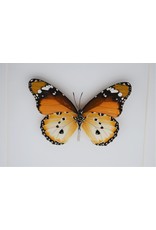 Nature Deco Danaus Chrysippus underside in luxury 3D frame 17 x 17cm