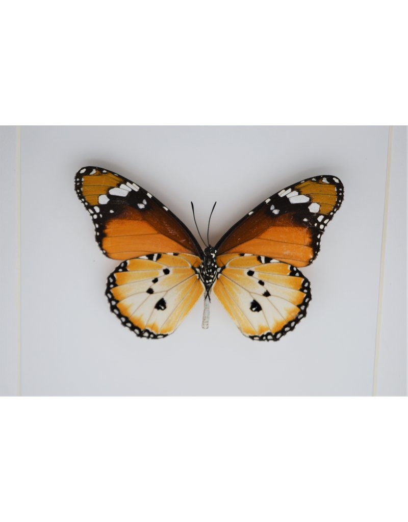 Nature Deco Danaus Chrysippus onderkant in luxe 3D lijst 17 x 17cm