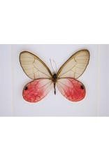 Nature Deco Cithaeria Aurorina in luxe 3D lijst 12 x 12cm