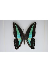 Nature Deco  Graphium Sarpedon in 3D lijst 17x17cm