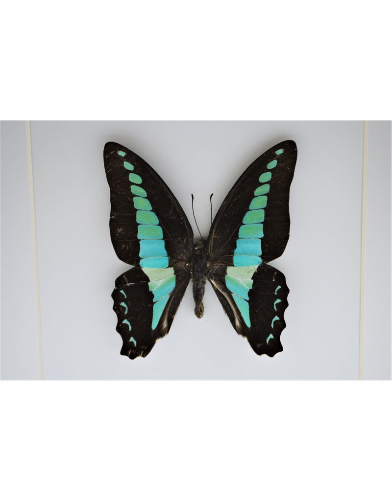 Nature Deco  Graphium Sarpedon in 3D lijst 17x17cm