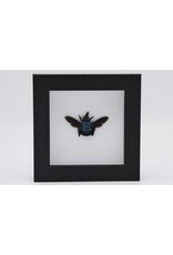 Nature Deco Blue bee in luxury 3D frame 12 x 12cm