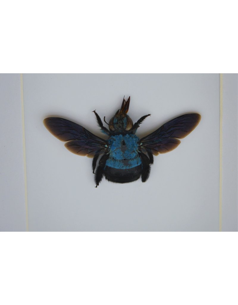 Nature Deco Blue bee in luxury 3D frame 12 x 12cm