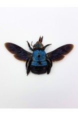 . (Un)mounted Xylocopa caerulea (blue bee)