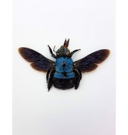 . (Un)mounted Xylocopa caerulea (blue bee)