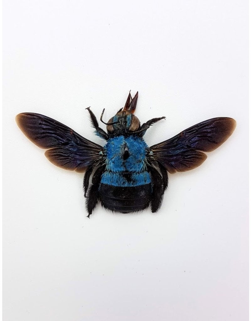 . (Un)mounted Xylocopa caerulea (blue bee)