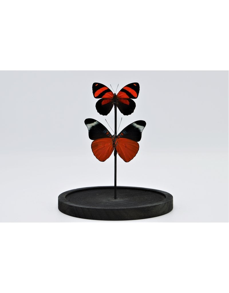 . Glass dome with 2 red butterflies 21 x 14cm