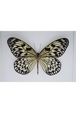 Nature Deco Idea Leuconoe in luxury 3D frame 22 x 22cm