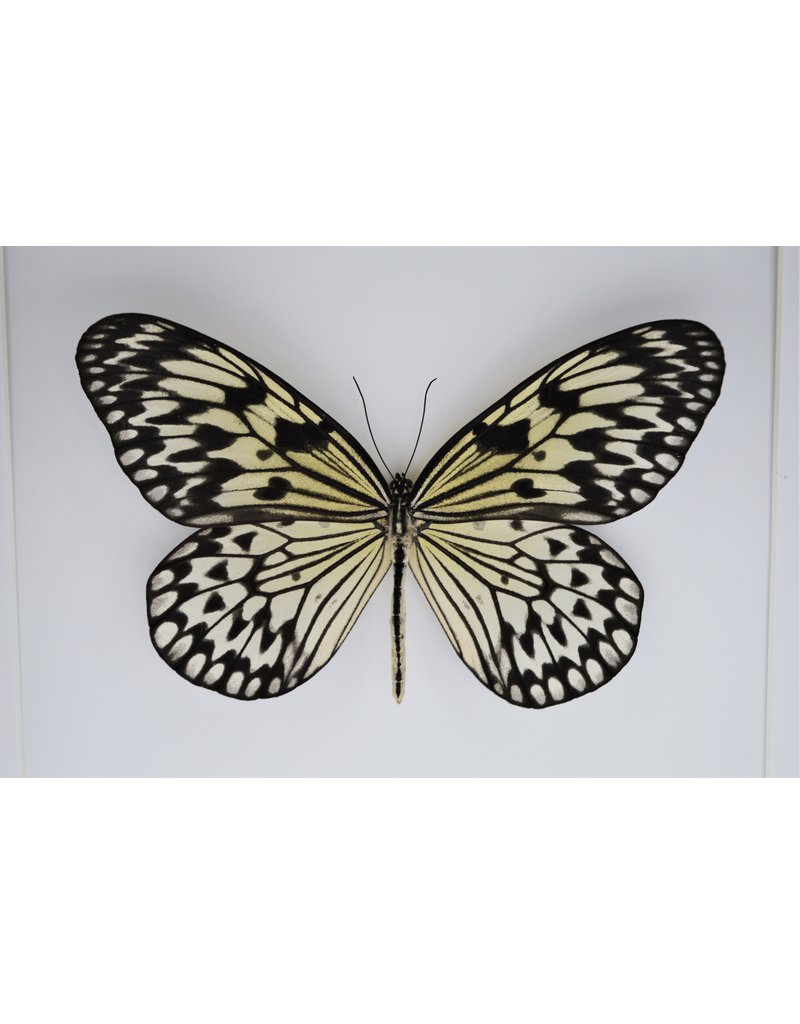 Nature Deco Idea Leuconoe in luxury 3D frame 22 x 22cm