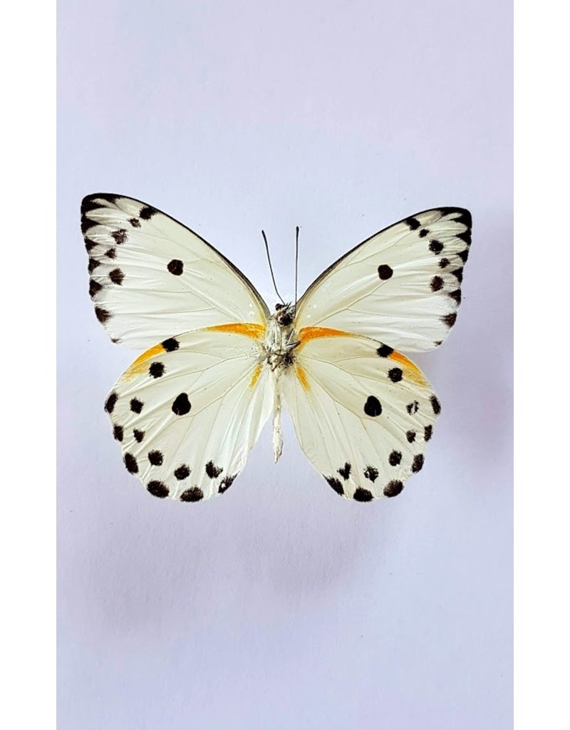 . Unmounted Belenois Calypso