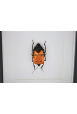 Nature Deco Man face bug in luxe 3D lijst 12 x 12cm