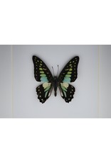 Nature Deco Graphium Doson in luxury 3D frame  17 x 17cm