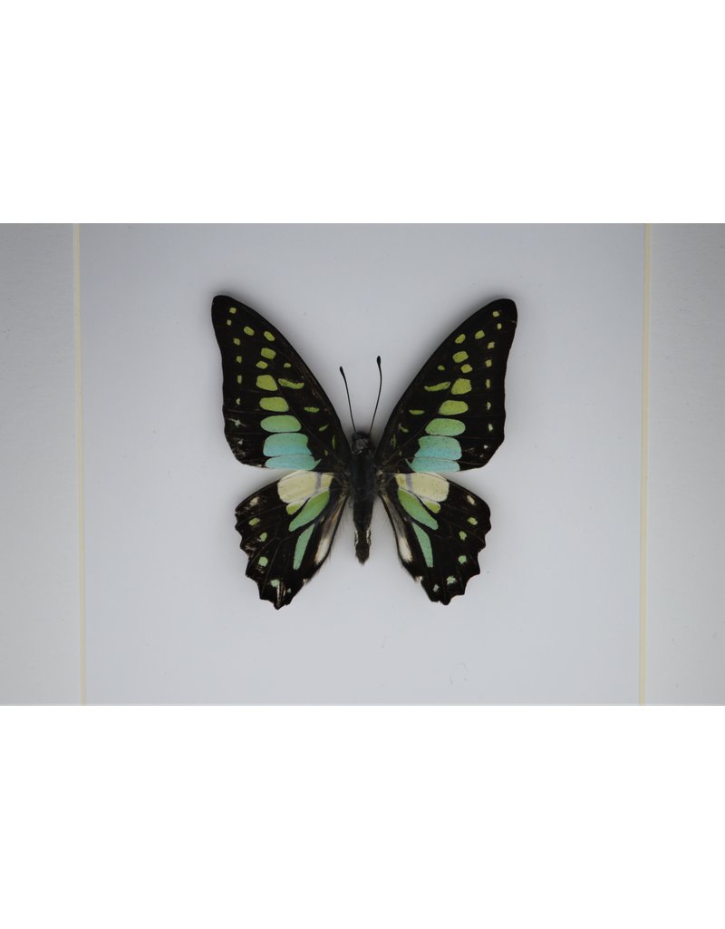 Nature Deco Graphium Doson in luxury 3D frame  17 x 17cm