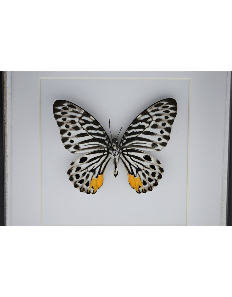 Nature Deco Graphium Delessertii iunderside n luxury 3D frame 17 x 17cm