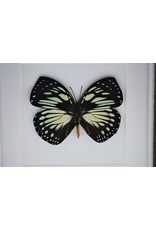 Nature Deco Charaxes Euxanthe Crossleyi in luxury 3D frame 17 x 17cm