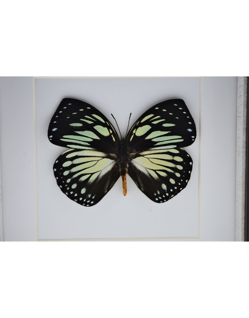 Nature Deco Charaxes Euxanthe Crossleyi in luxury 3D frame 17 x 17cm