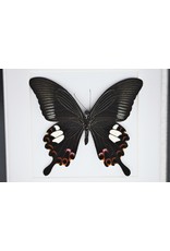 Nature Deco Papilio Helenus in luxury 3D frame 17 x 17cm