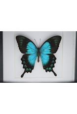 Nature Deco Papilio Lorquinianus in luxe 3D lijst 17 x 17cm
