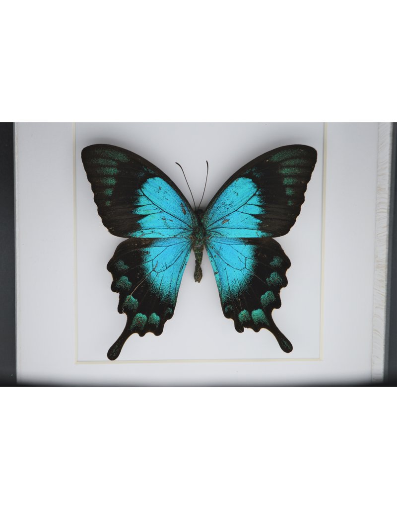 Nature Deco Papilio Lorquinianus in luxury 3D frame  17 x 17cm