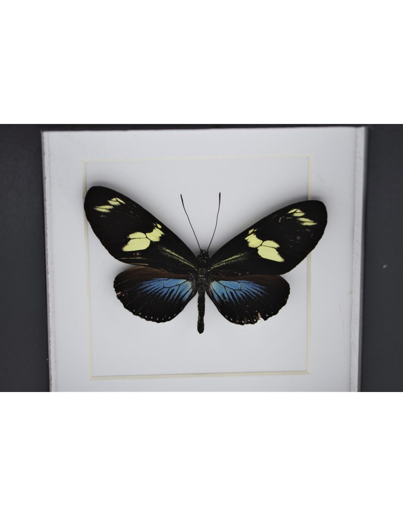 Nature Deco  Heliconius Doris Eratonius blauw in luxe 3D lijst 12 x 12cm