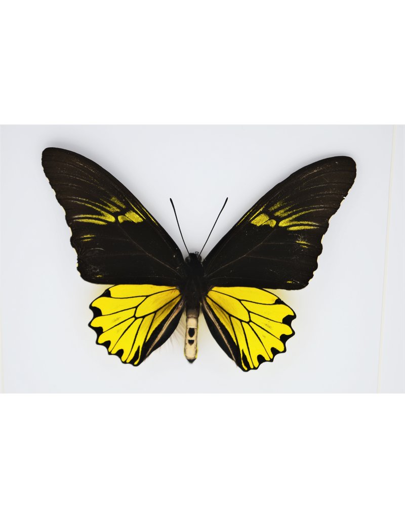 Nature Deco Troides Cuneifera male in luxury 3D frame  22 x 22cm