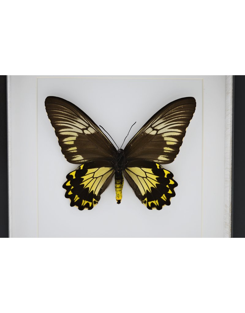 Nature Deco Troides Cuneifera female in luxury 3D frame 22 x 22cm