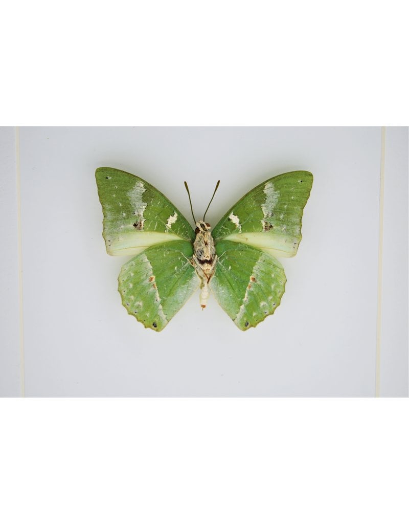 Nature Deco Charaxes Eupale in luxury 3D frame 17 x 17cm