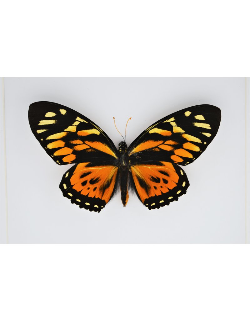 Nature Deco Papilio Zagreus in luxury 3D frame 22 x 22cm