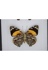 Nature Deco Smyrna Blomfildia dubbel in luxe 3D lijst 20,3 x 15,3cm