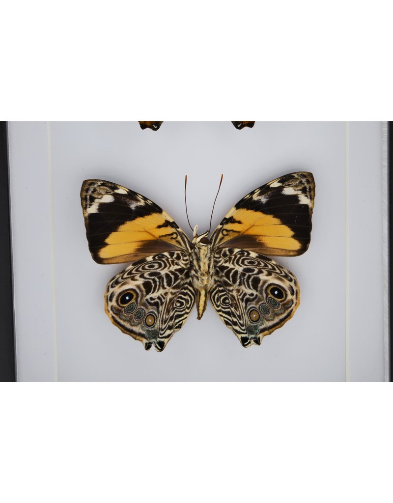 Nature Deco Smyrna Blomfildia double in luxury 3D frame 20,3 x 15,3cm