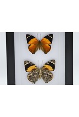 Nature Deco Smyrna Blomfildia dubbel in luxe 3D lijst 20,3 x 15,3cm