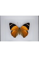 Nature Deco Smyrna Blomfildia double in luxury 3D frame 20,3 x 15,3cm