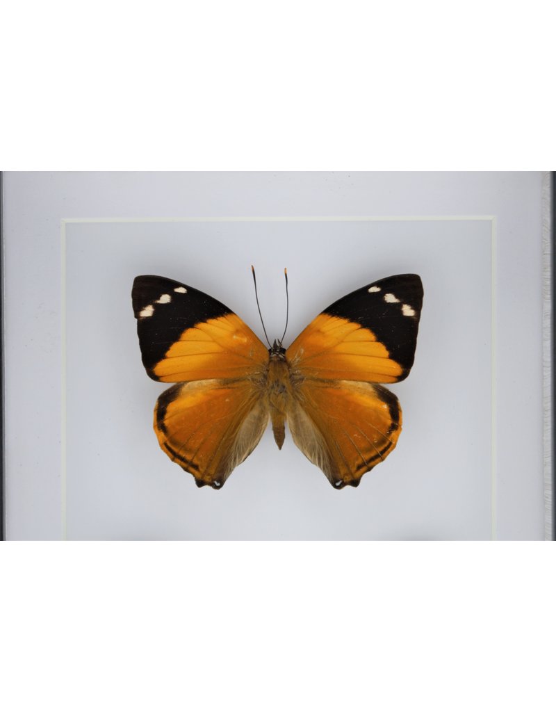 Nature Deco Smyrna Blomfildia double in luxury 3D frame 20,3 x 15,3cm