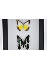 Nature Deco Appias Lyncida and Graphium Doson in luxury 3D frame 20,3 x 15,3cm