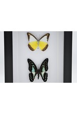 Nature Deco Appias Lyncida and Graphium Doson in luxury 3D frame 20,3 x 15,3cm