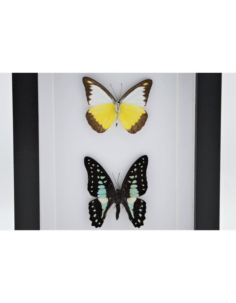 Nature Deco Appias Lyncida and Graphium Doson in luxury 3D frame 20,3 x 15,3cm