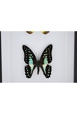 Nature Deco Appias Lyncida and Graphium Doson in luxury 3D frame 20,3 x 15,3cm