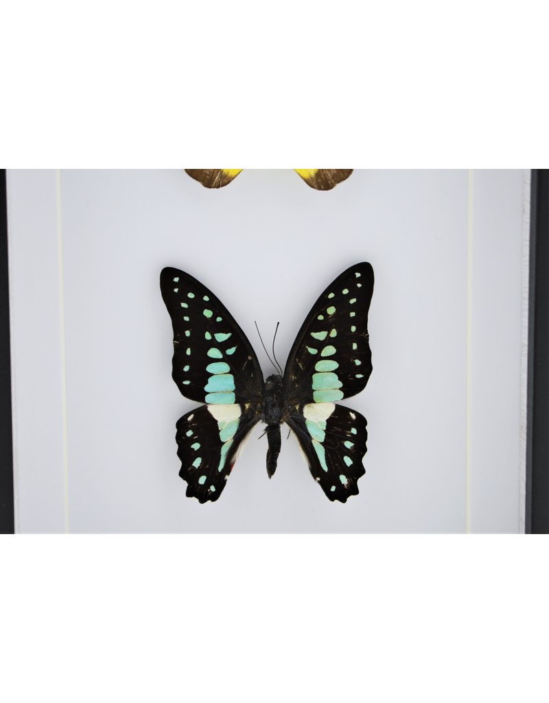 Nature Deco Appias Lyncida and Graphium Doson in luxury 3D frame 20,3 x 15,3cm